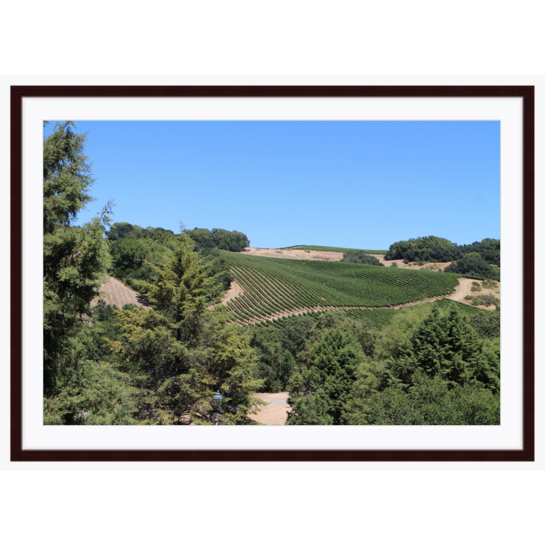 Vineyards In The Hills