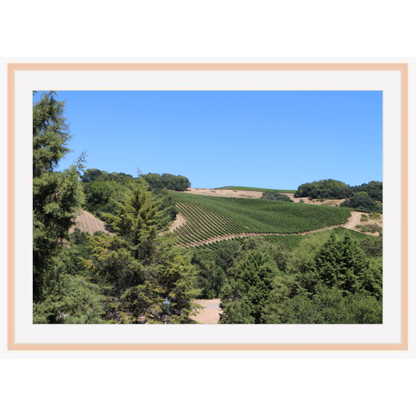 Vineyards In The Hills