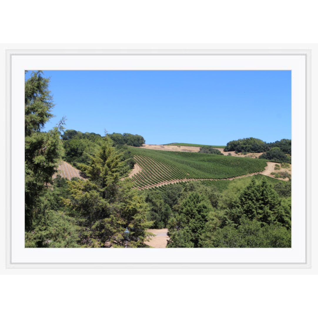 Vineyards In The Hills