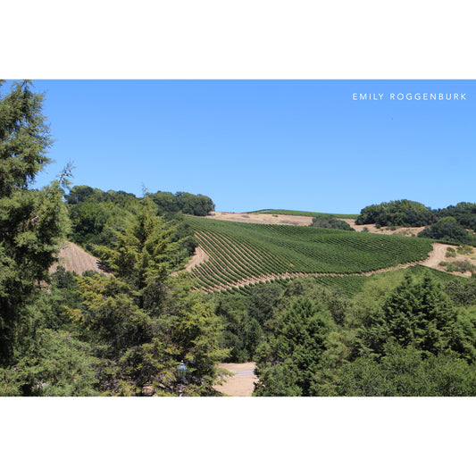 Vineyards In The Hills